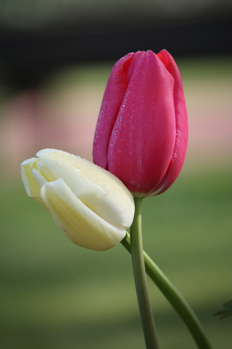 Verliefde Tulp