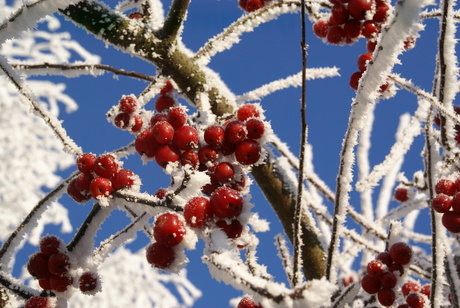 Bessen in de winterzon