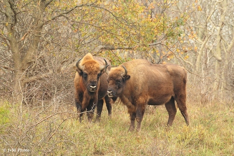 Wisenten in Kennemerduinen