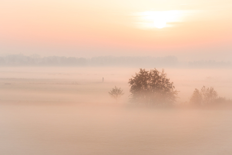 Misty morning