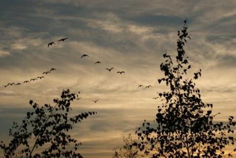 vogel vlucht bij avond