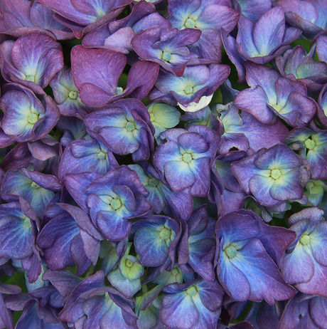 hortensia