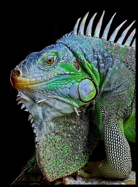 Iguana iguana