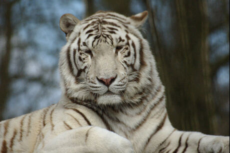 White tiger