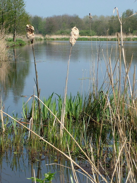 Herfst Reewijkse Plassen