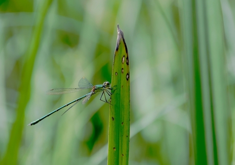 Libelle 2479.jpg