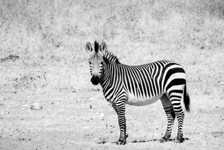 Hartmann's Mountain Zebra.jpg