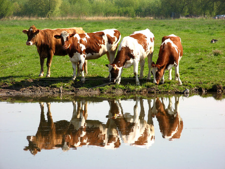 spiegelende koeien