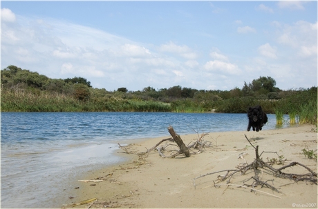 Flying dog