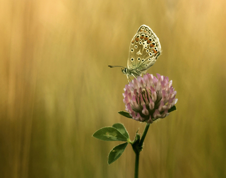 through the grasses