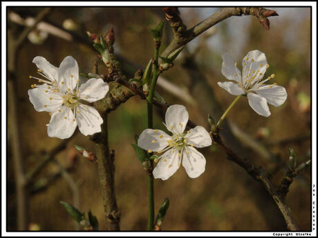 De lente nadert ...