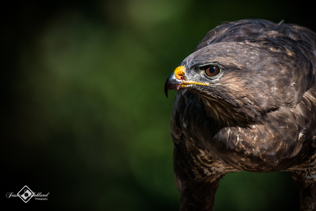 Portret van een buizerd