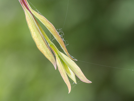 In de tuin 4