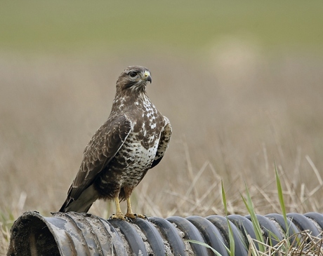 Buizende buizerd