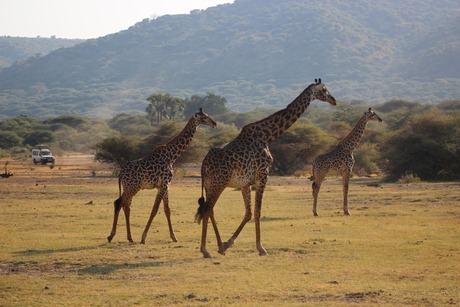 Giraffes in Lake Manyara