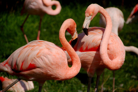 Flamingo in Love