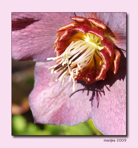 helleborus orientalis