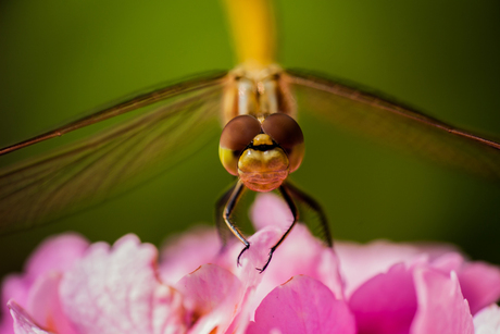 Libelle op een Hortensia