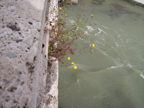 plantje aan h muur aan h rivier