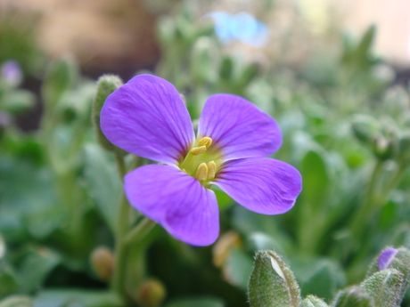 Pracht van de lente