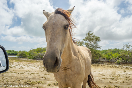 Bonaire 2017