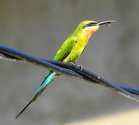 beeeater (1)