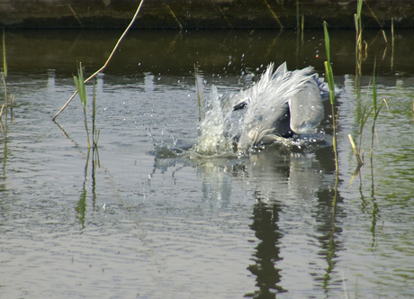 Reiger valt prooi aan