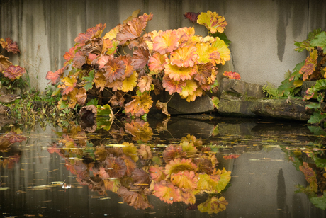 herfst in Arcen