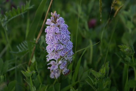 wilde orchidee