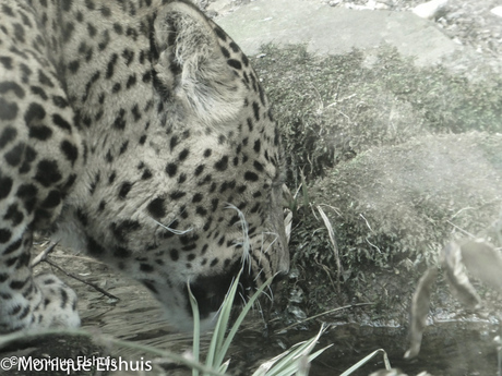 Thirsty leopard