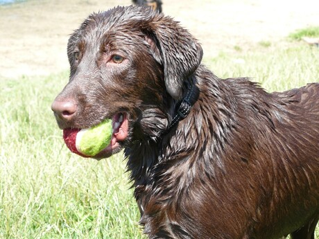 A dogs summer