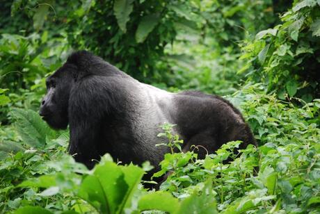 Silverback Gorilla Bwindi