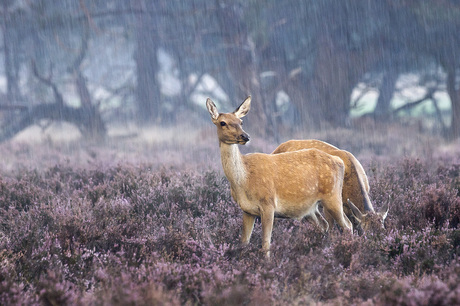 Edelhert(en) in de regen