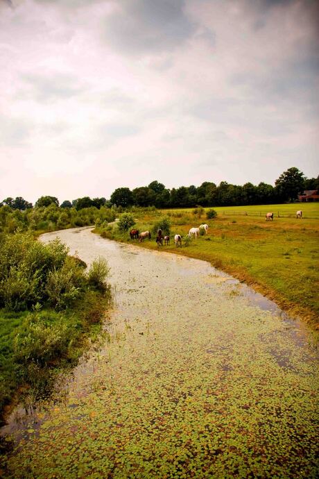 Horse at the river