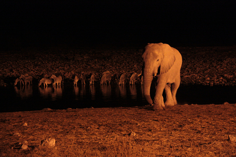 olifant en zebra's in donker