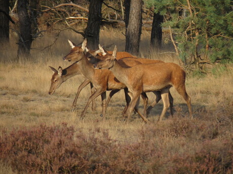 Hindes gaan stappen