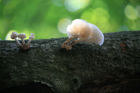 paddestoelen