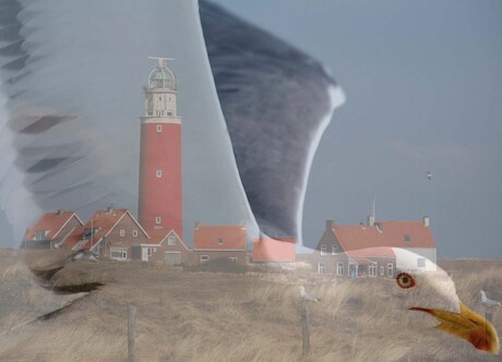 cocksdorp texel en meeuw