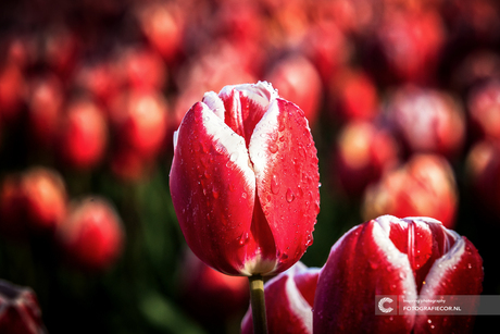 Rode tulp na een regenbui