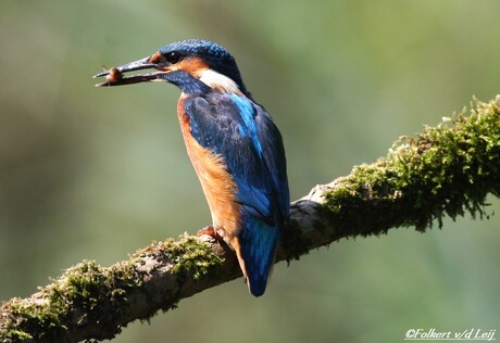 ijsvogel