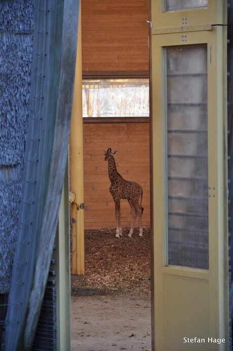 Giraffe in Blijdorp