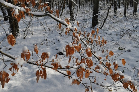 Herfst in de winter