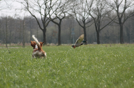 Hunter and hunted....