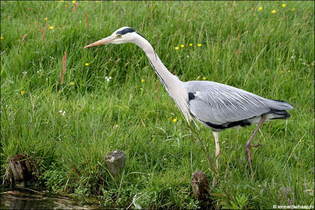 Turen naar een visje
