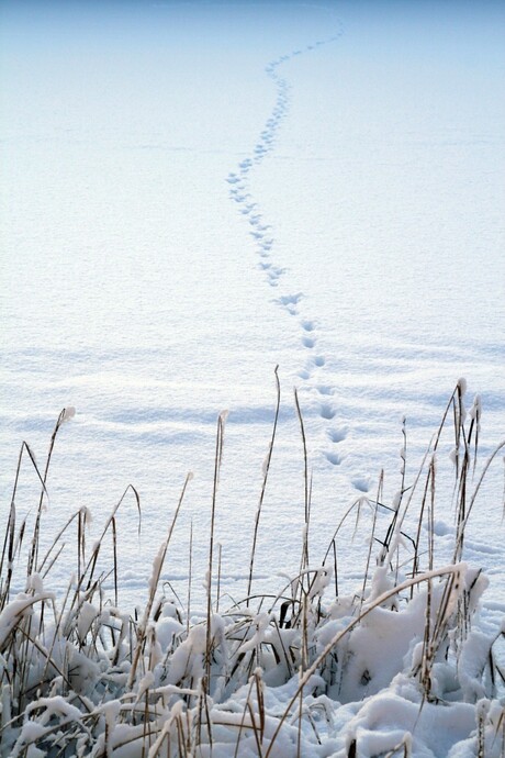 footsteps in the snow