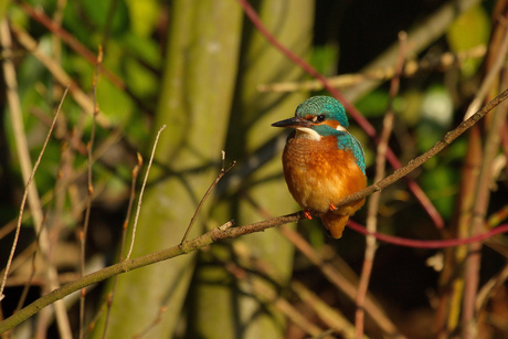 Ijsvogel