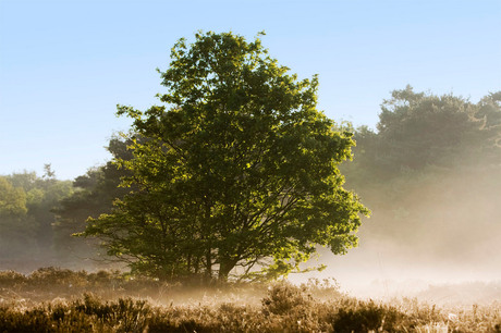 Boom op Bussumerheide