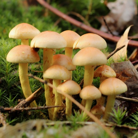 Groepje paddenstoelen