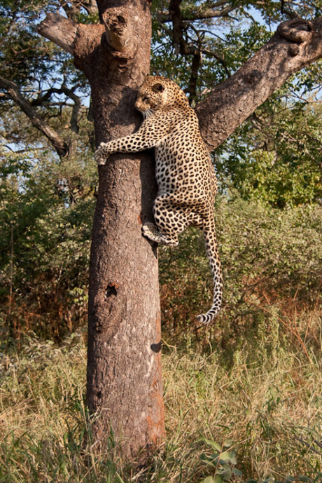 Leopard climbs tree