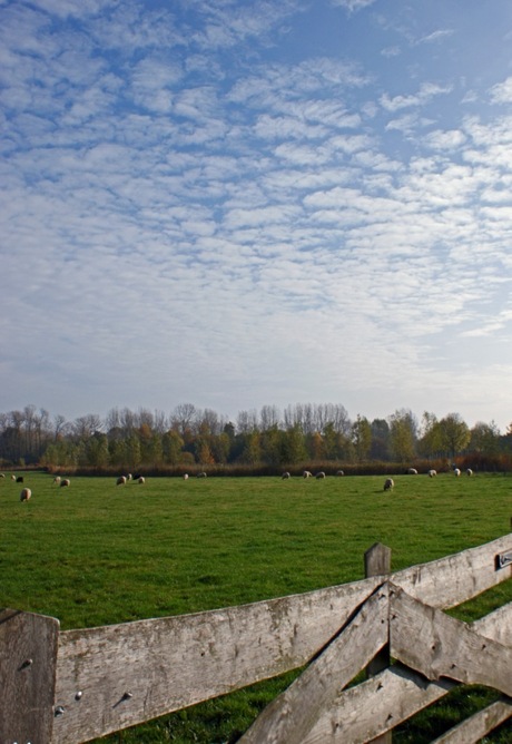 Schaapjes(wolken)